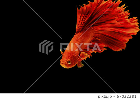 Halfmoon Betta splendens fighting fish in Thailand Halfmoon Betta splendens fighting fish in Thailand 67022281