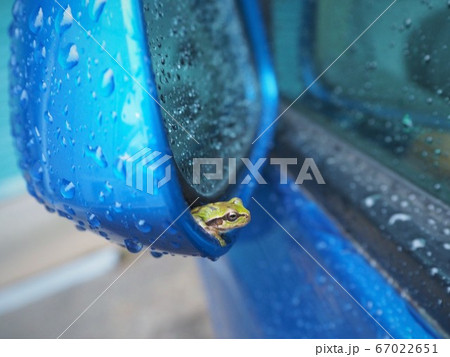 フェンダーミラーからひょっこり　梅雨のアマガエル 67022651