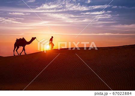 Indian cameleer camel driver with camel silhouettes in dunes on sunset. Jaisalmer, Rajasthan, India 67022884