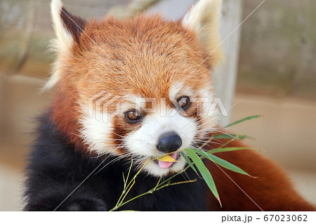 レッサーパンダ レッサーパンダ 67023062