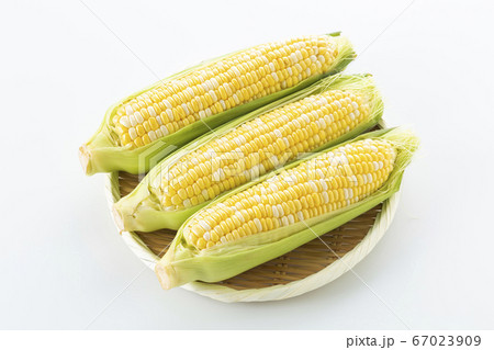 とうもろこし 67023909