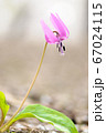 カタクリ 67024115