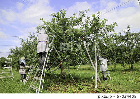 りんご摘果作業 67024408