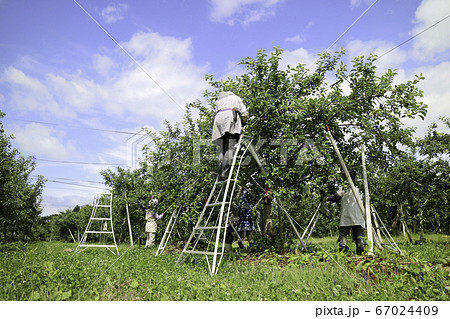 りんご摘果作業 りんご摘果作業 67024409
