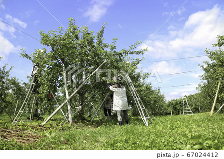 りんご摘果作業 67024412