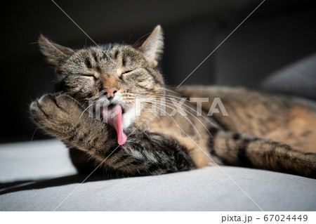 grooming cat licking fur 67024449