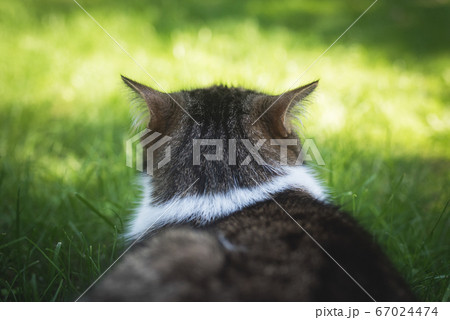 Cats head rear view with ears folded back Cats head rear view with ears folded back 67024474