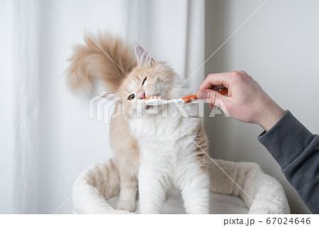 brushing cat's teeth with toothbrush brushing cat's teeth with toothbrush 67024646