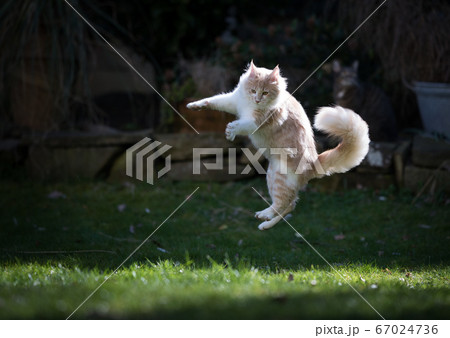 jumping cat in the garden 67024736