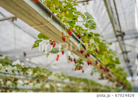 Strawberry at hydroponic farm in the greenhouse 67024826