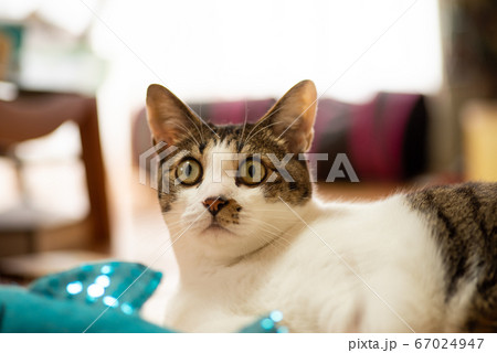 見つめる猫 キジトラ猫 見つめる猫 キジトラ猫 67024947