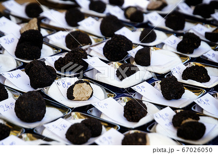 black summer truffle (tuber aestivum) in Alba 67026050