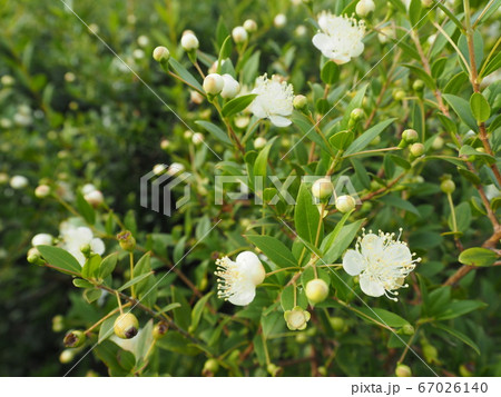 マートルの白い花 銀梅花の写真素材 マートルの白い花 銀梅花の写真素材