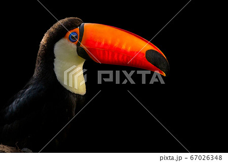 オニオオハシ 鳥　 67026348