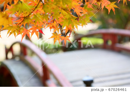 鮮やかイロハモミジ紅葉 鮮やかイロハモミジ紅葉 67026461