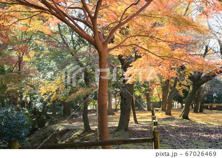 鮮やかイロハモミジ紅葉 鮮やかイロハモミジ紅葉 67026469