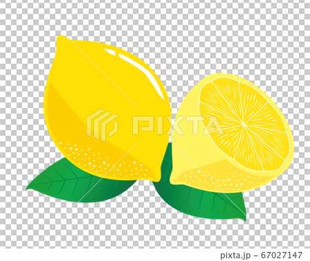レモン 柑橘系 柑橘類 黄色 果物のイラスト素材