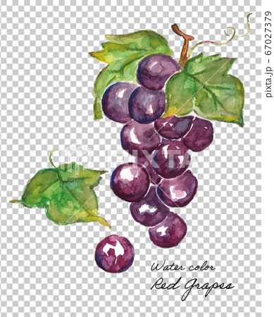 Watercolor illustration black grapes - Stock Illustration [67027379] - PIXTA