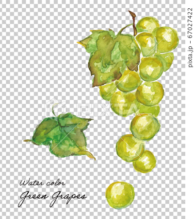 Watercolor Illustration White Grape Muscat Stock Illustration