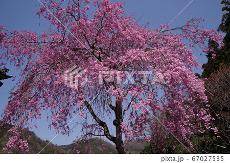 身延 妙圓寺の桜 身延 妙圓寺の桜 67027535