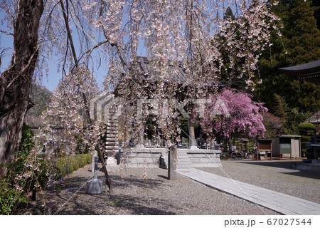 身延　妙圓寺の桜 67027544