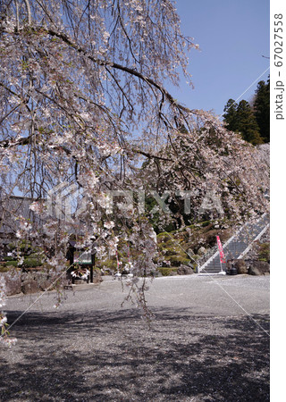 身延 妙圓寺の桜 身延 妙圓寺の桜 67027558