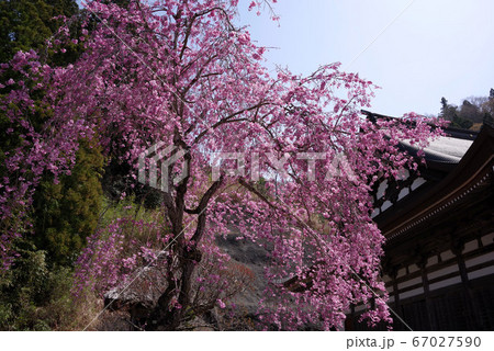 身延 妙圓寺の桜 身延 妙圓寺の桜 67027590