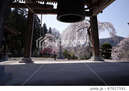 身延 妙圓寺の桜 身延 妙圓寺の桜 67027591