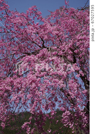 身延 妙圓寺の桜 身延 妙圓寺の桜 67027595