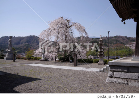 身延 妙圓寺の桜 身延 妙圓寺の桜 67027597