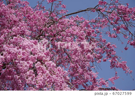 身延　妙圓寺の桜 67027599