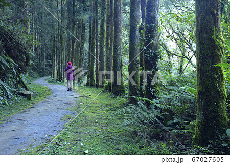 林 森 樹林 67027605