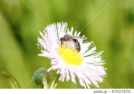 ハルジオンに集まる小さなツチバチ 67027670