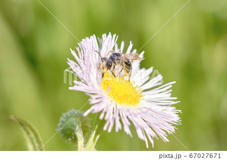 ハルジオンに集まる小さなツチバチ 67027671