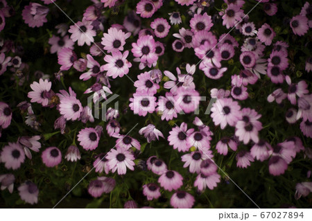 花 花 67027894