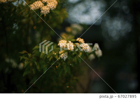 花 67027895