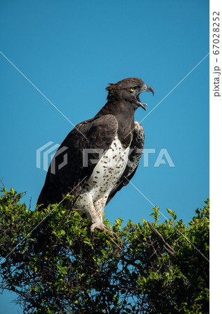 Martial eagle calling from bush in sun Martial eagle calling from bush in sun 67028252
