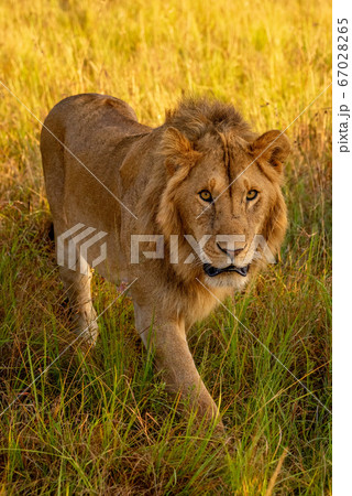 Male lion walks in grass watching camera Male lion walks in grass watching camera 67028265