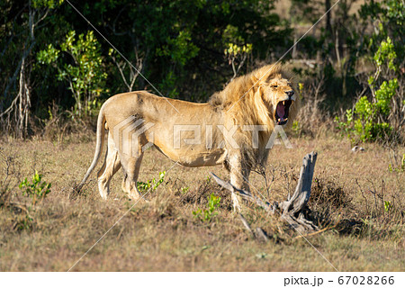Male lion stands yawning by tree stump 67028266