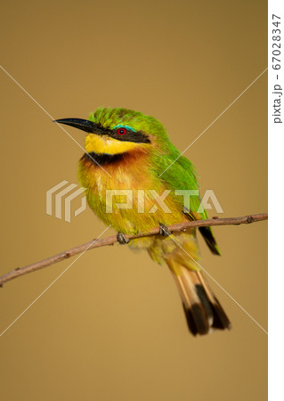 Little bee-eater on branch with golden background 67028347