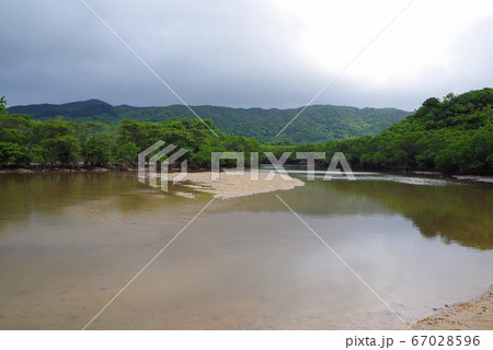 吹通川のヒルギ群落の写真素材 吹通川のヒルギ群落の写真素材
