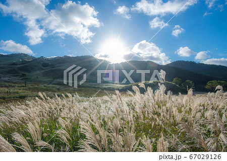 西日が眩しい青空の兵庫・砥峰高原 67029126