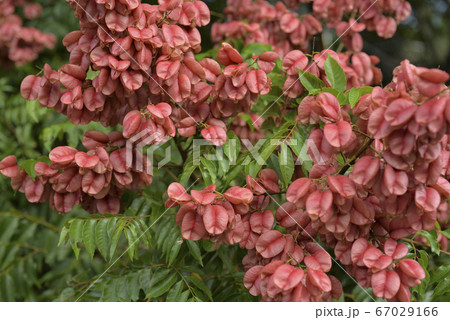 花びら 花弁 弁 67029166