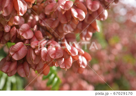 赤色 赤 赤い 67029170