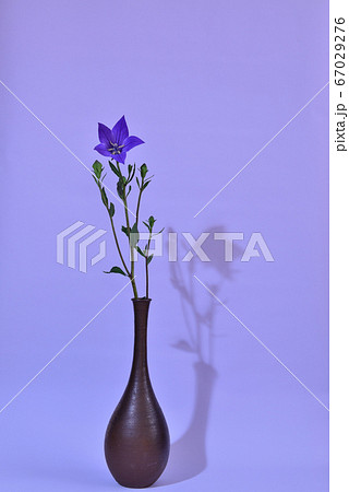 色鮮やかな青い桔梗の花 67029276