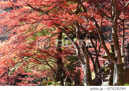 大山寺　紅葉 67029284