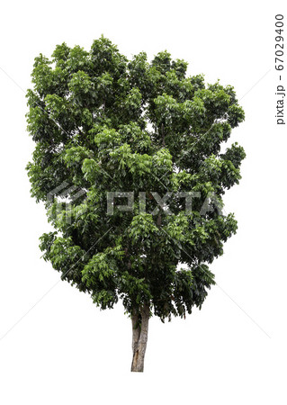 Large green tree isolated on white background. Large green tree isolated on white background. 67029400