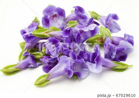 エディブルフラワーの青すみれ 67029610
