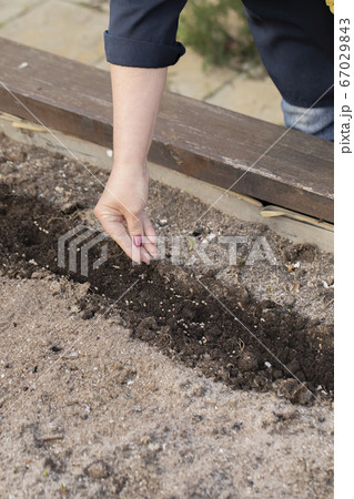 Close up female gardener's hand seeds agriculture plant in soil, planting seeds 67029843