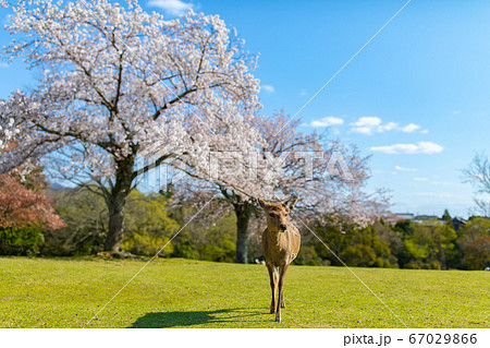 奈良公園：鹿と桜 67029866